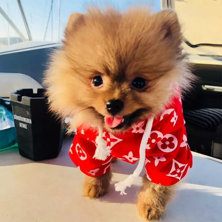 ルイヴィトン スポーツウェア 犬